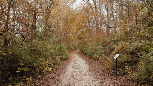 A Pathway Between Autumn Trees