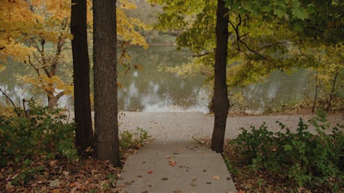 A Pathway Going to the Placid River