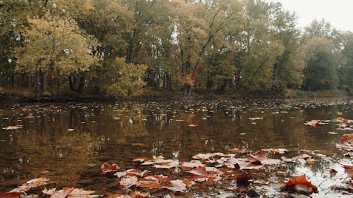 Beautiful Scenery of Placid and Quiet River