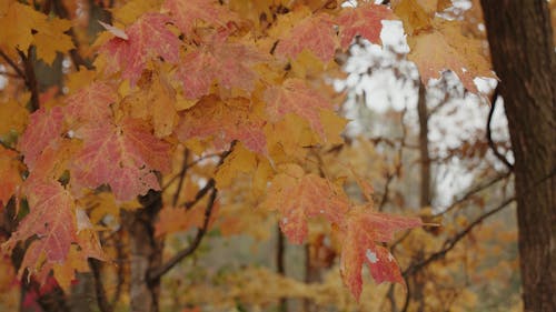 Close-Up View of Orange Leaves