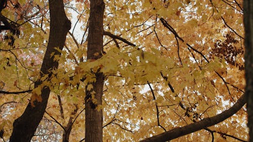 Beautiful View of Yellow Maple Leaves on Trees