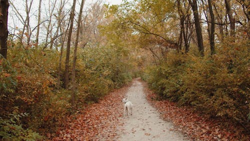 Dog on the Pathway through Woods