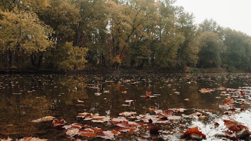 Beautiful Scenery of a Placid River