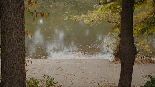 A Pathway Near a Placid River