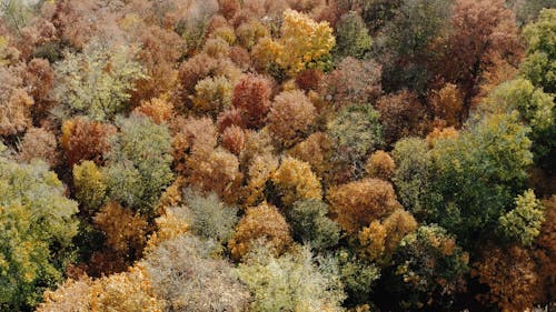 Drone Footage of Autumn Mood Forest