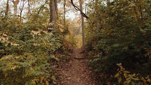 A Trail in the Middle of a Forest