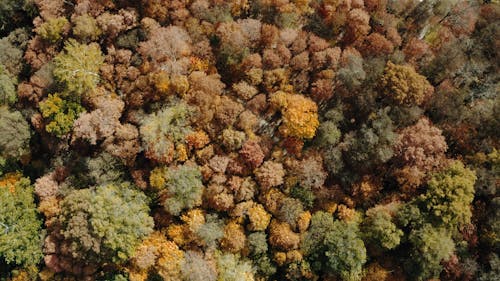 Top View of Colors of Autumn Forest