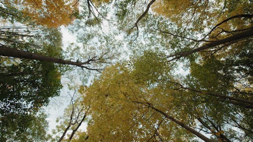 Low Angle View of Trees and Branches