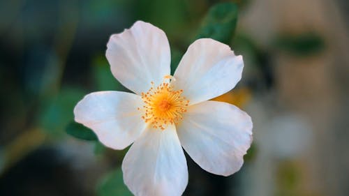 Close-Up View of a Beautiful White Flower