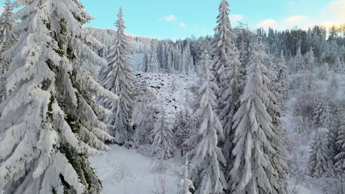 Drone Footage of Winter Landscape of Pine Trees