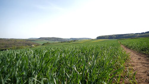 A Scenery of Vast Agricultural Land During Daytime