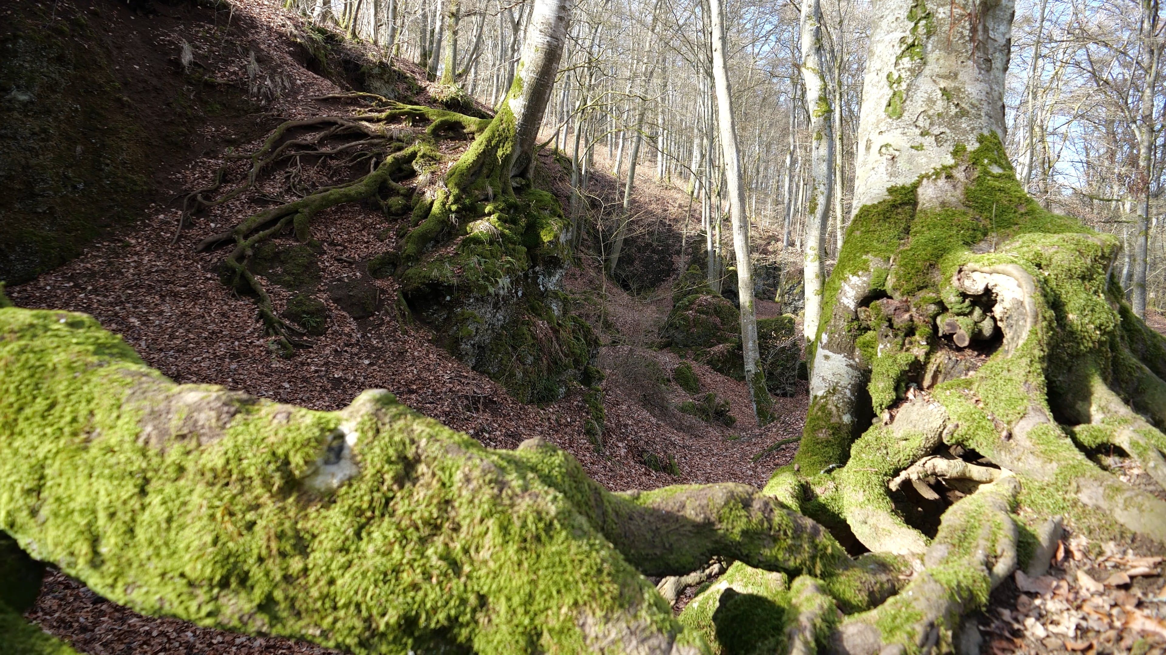Roots Textures Videos, Download The BEST Free 4k Stock Video Footage ...