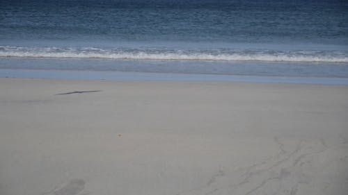 A Seagull Flying Over the Seashore