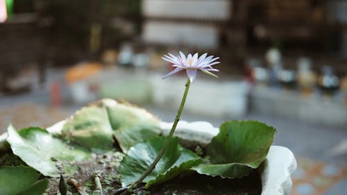 Close-Up Video of a Waterlily Flower