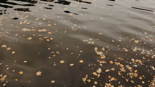 Dried Leaves on a River Surface