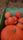 pumpkins