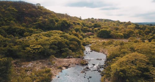 Aerial Footage of a Trees Beside a River