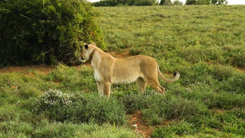 A Lion Standing on Wild Grass