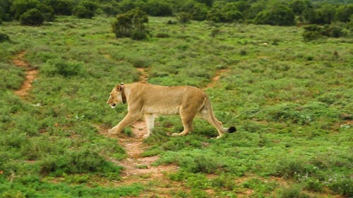 A Lion and Lioness in the Fields