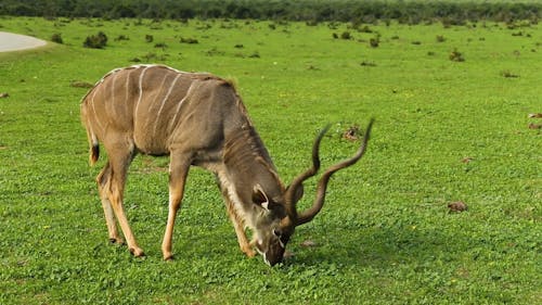 Greater Kudu African Antelope