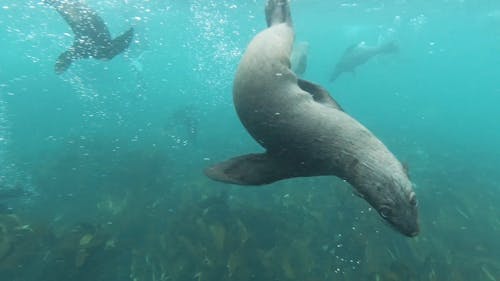 Seal Swimming Underwater