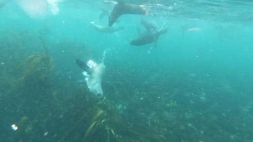 Group of Sea Lions Swimming in the Ocean