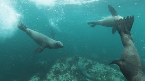 Close-Up View of Sea Lion Swimming Underwater