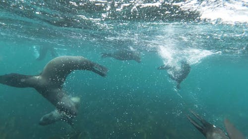 Group of Sea Lions Swimming Underwater