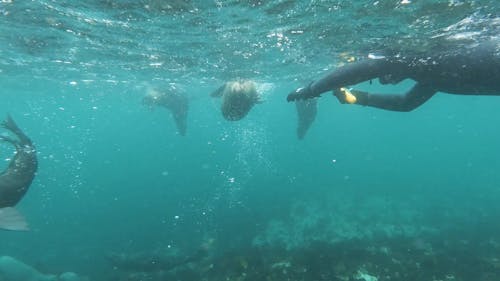 A Scuba Diver Taking Videos of Sea Lions in Sea