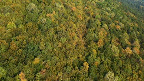 Flying A Drone Over The Mountain Forest