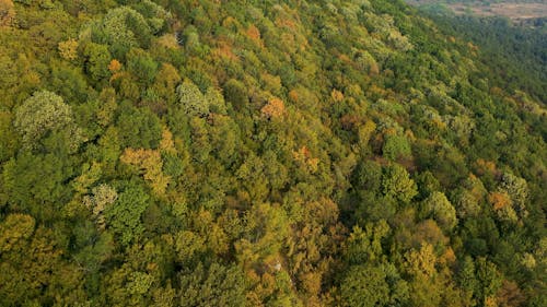 Drone Footage Of Tree Canopies Of A Dense Mountain Forest