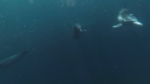 Group of Dolphins Swimming Underwater