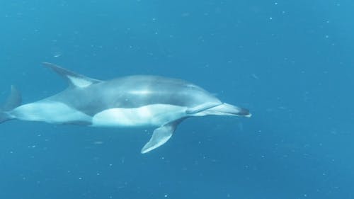 Group of Dolphins Swimming Underwater