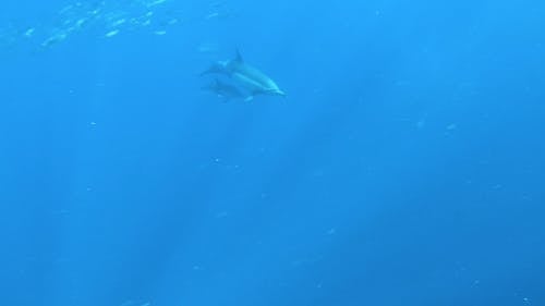 A Mother and Baby Dolphin Swimming Pass by a Group of Sardines