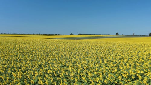 Drone Footage of Sunflower Field Under Blue Sky