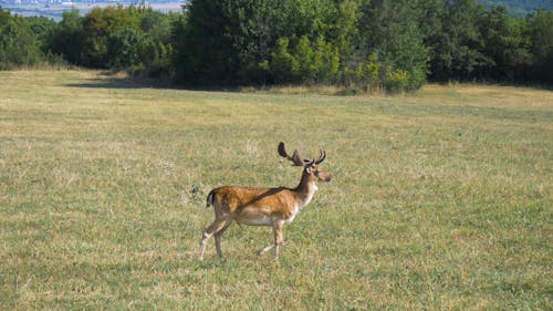 A Deer Running on Grassfield
