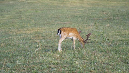 A Fallow Deer In The Grassland