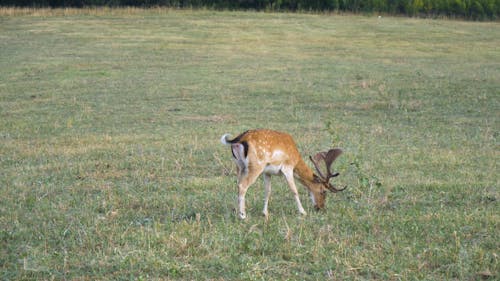Deer Grazing on Pasture