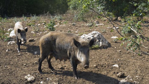 Wild Boars In The Forest