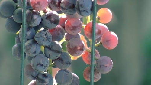 Close-up Footage Of Graves In The Vine