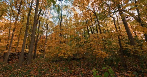 Time-Lapse Video of Autumn Mood Forest