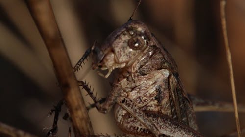 Close-up Footage Of A Rufous Grasshopper