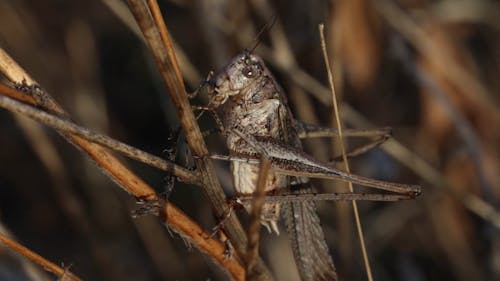 A Grasshopper Perched On A Dry Stem