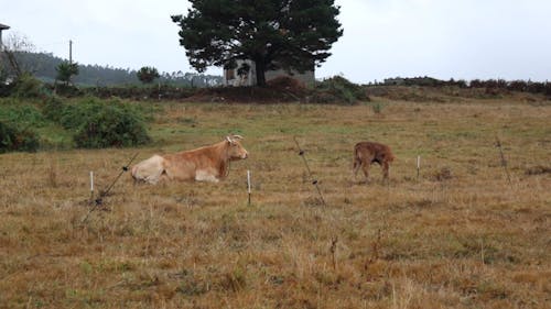 A Cattle With A Calf In A Farm Field