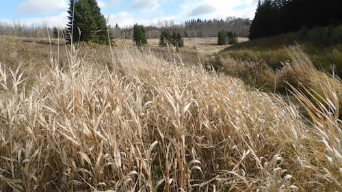 Swaying Prairie Dried Grass