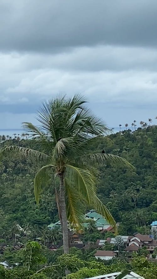 A Coconut Tree Under Cloudy Sky
