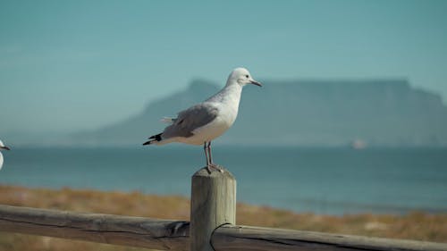 Shallow Focus of a Bird Perched on a Wooden Fence