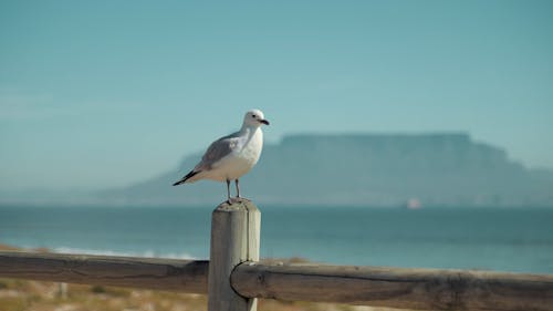 Video of a Perched Seagull