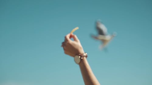 Close-Up View of a Person Feeding the Seagulls