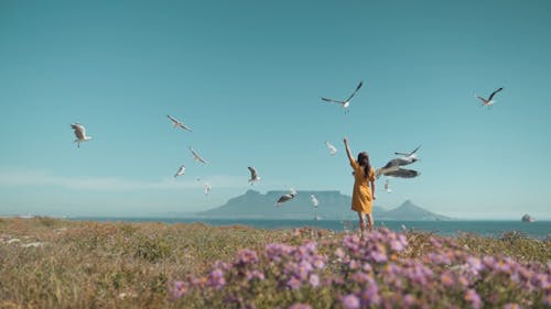 A Woman Feeding Flying Seagulls